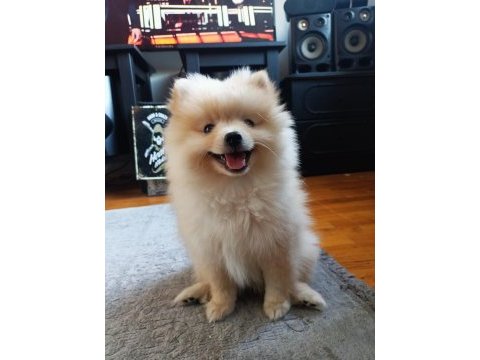 Pamuk minik pomeranian eğitimli