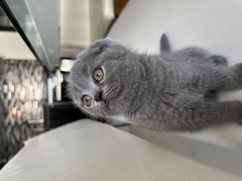 Ev ortamında büyümüş scottish fold yavrular