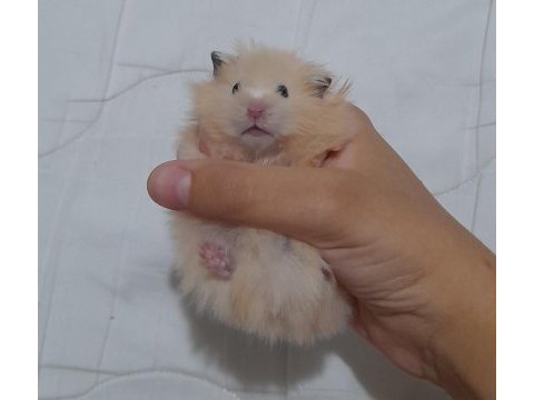 Safkan teddy bear hamster yavruları
