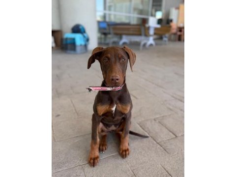 4 aylık doberman saf kan