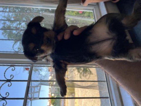 Yorkshire terrier yavrularımız mamaya başladı sağlıklı