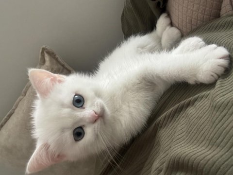 British shorthair yavrularımıza yuva arıyoruz