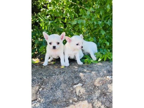 0 numara teacup chihuahua yavrum hazır