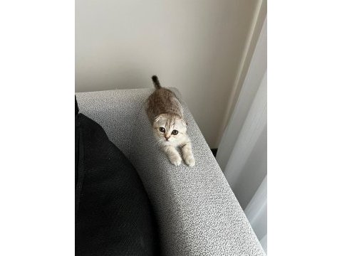 Yavru scottish fold kedisi