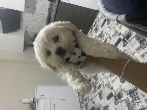 Teslime hazır maltipoo yavru