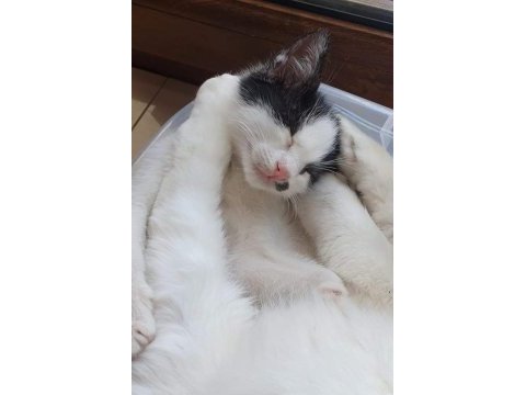 Sımsıcak yüreği olan bir dişi smokin kedi