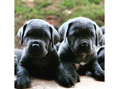 Blue cane corso yavruları