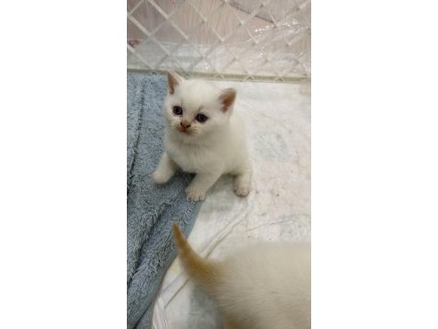 British shorthair yavruları