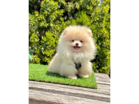 Boo pomeranian ırk ve sağlık garantili yavrular 