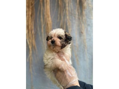 İlgi delisi yavru morkie