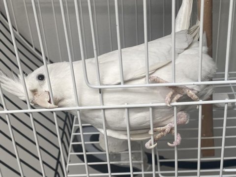 Albino çift üretime hazır sultan papağanı