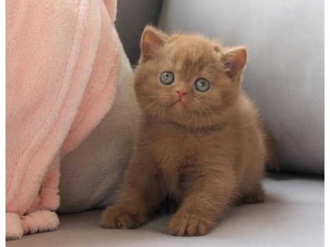 Dubai çikolatası tadında chocolate british shorthair 