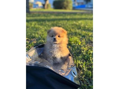 Pomeranian boo yavru