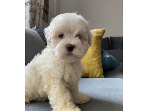 Mini boy show kalitede safkan maltese terrier