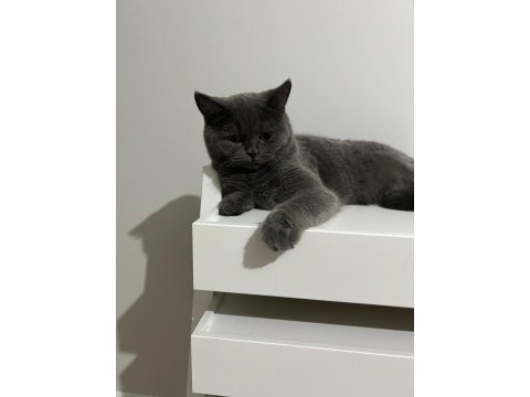 Ücretsiz british shorthair ailesini bekliyor