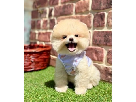 Safkan pomeranian yavrular