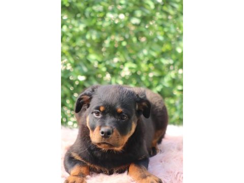 2.5 aylık safkan dişi rottweiler yavrum