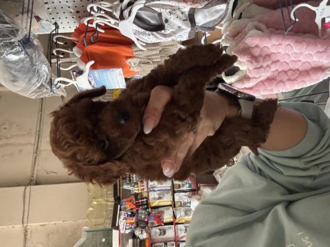 Dark brown teacup poodle
