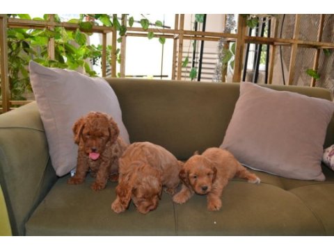 2 aylık teslime hazır 3 erkek 3 dişi maltipoo