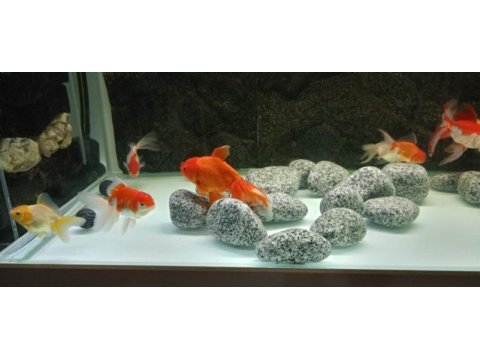 Pasifik petshop dan xxl orando japonlar
