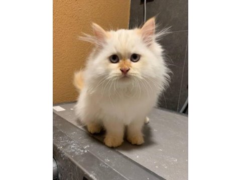British longhair bursa 5 adet acil ücretsiz
