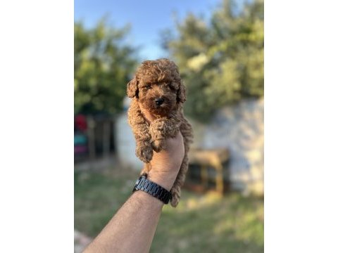 Renk renk toy poodle yavrularımız 