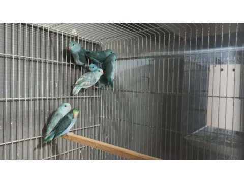 Yavru forpus papağanları