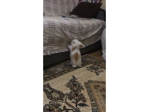 Hollanda lop tavşanı 1 buçuk aylık