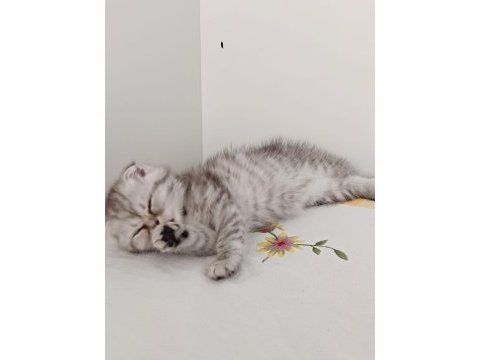 Güzeller güzeli scottish fold kızımız kendine yuva arıyor