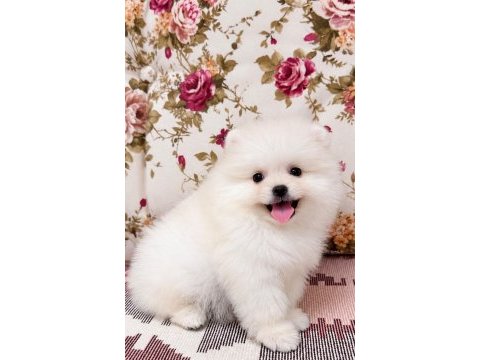Gülen yüz ayı surat pomeranian boo