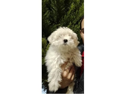 Erkek kore maltese
