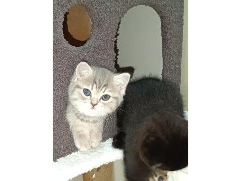 British shorthair saf ırk yavrular