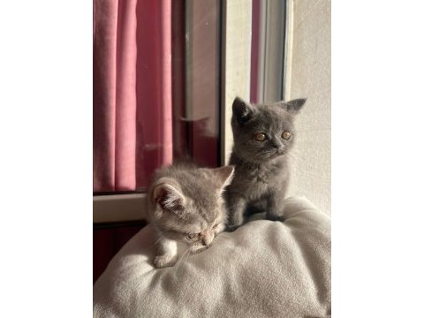 British shorthair yavrularımız