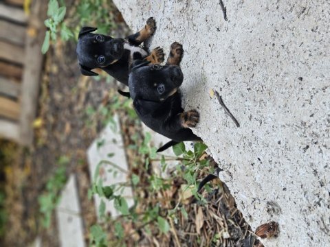 Pinscher minyatür sıfır boy