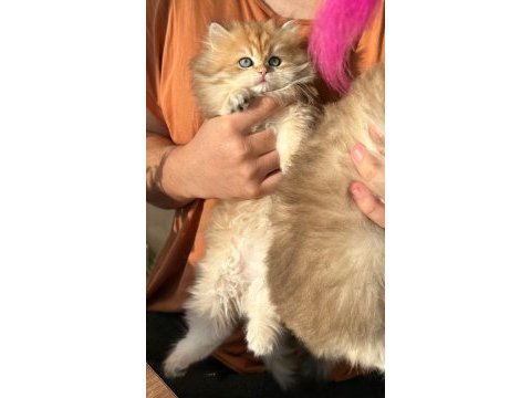 British longhair yavruları
