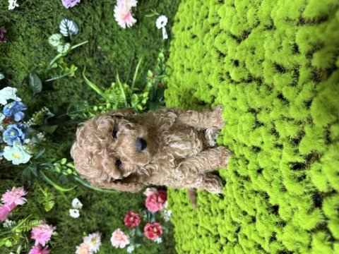 En mini boy poodle bebekleri