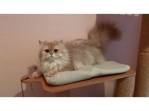 Full scr blh cy11 dişi british longhair