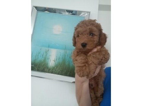 Anne altından 2 aylık erkek toy poodle