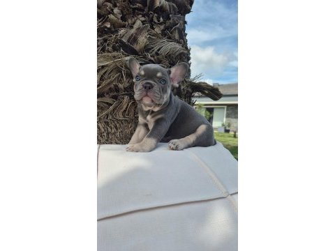 Blue eye french bulldog çiftlikten 