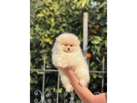 Show kalite ayı surat pomeranian boo yavrular