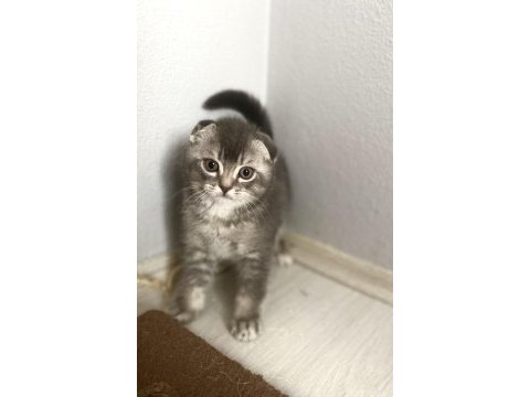 British shorthair 60 günlük