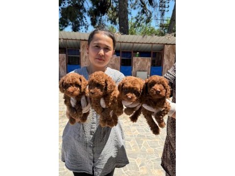 Toy poodle bebek köpeklerimiz