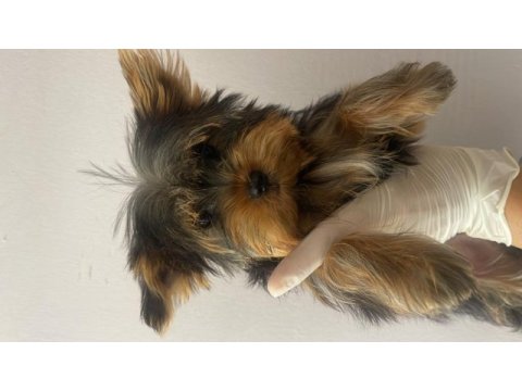 (a) kalite ırk güzeli yorkshire terrier