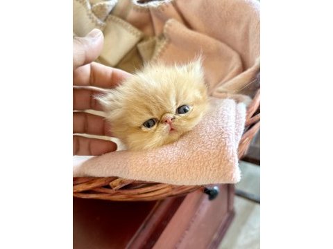 Şampiyon babadan exotic shorthair garfield yavrularım