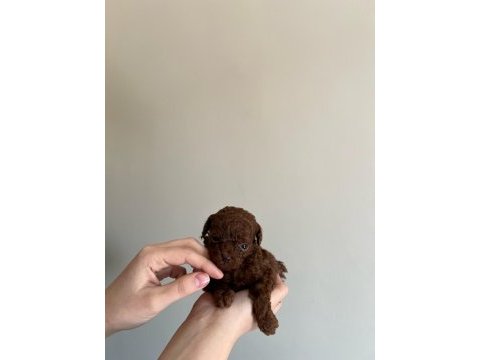 Red brown kore toy poodle yavrular