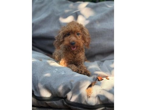 2 yaş dişi toy poodle