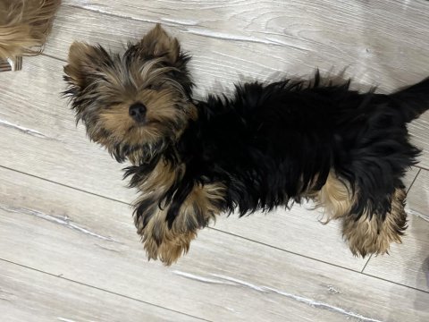 Orijinal erkek yorkshire terrier yavru