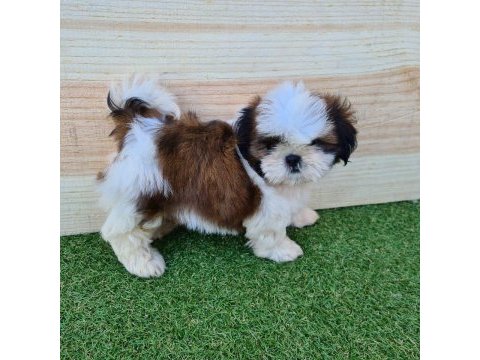 Irk garantili shih tzu yavruları