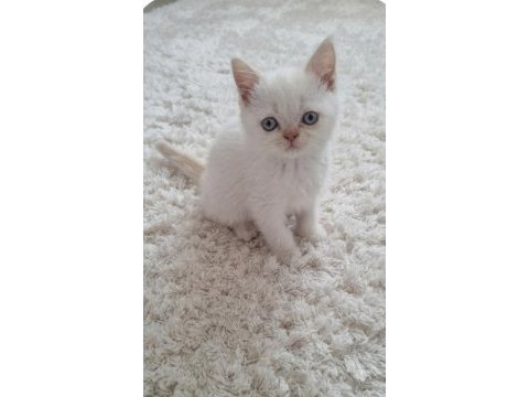 British shorthair minnoşum