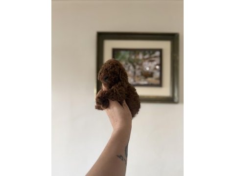 En özelini isteyen dark redbrown teacup poodle yavru